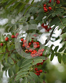 Vertical shot of red berries on a mountain ash tree at a park
