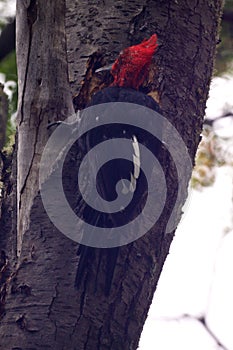 Vertical shot of a red and black ivory-billed woodpecker bird in its natural habitat
