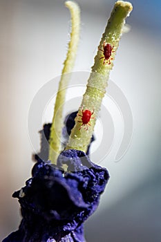 Vertical shot of red bugs on the stigma of a flower