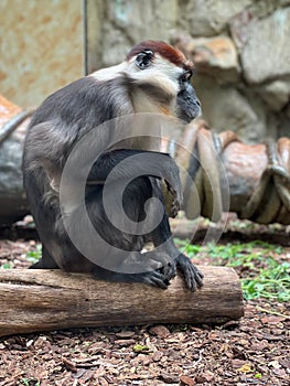 Vertical shot of a red-capped mangabey sitting on a tree trunk in a zoo in daylight