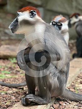 Vertical shot of a red-capped mangabey sitting on a tree trunk in a zoo in daylight