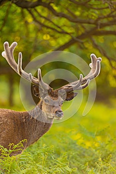 Vertical shot of the red deer stag with velvet antlers looking at the camera