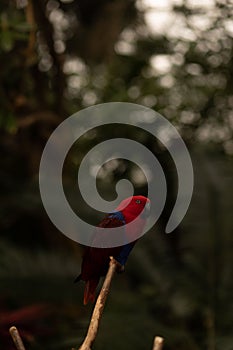 Vertical shot of a red eclectus parrot (Eclectus roratus) on a wooden stand