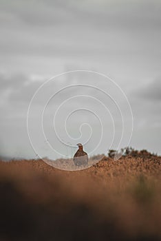 Vertical shot of the Red grouse (Lagopus lagopus scotica) standing in the field under a cloudy sky