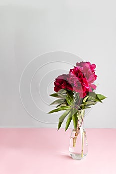 Vertical shot of red peonies with green leaves in a glass vase. Spring, copy space, space for text.