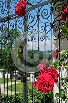 Vertical shot of red rose flowers on the gate of Castle Clam in Muhlviertel, Austria photo