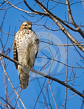 Vertical shot of a Red-Shouldered Hawk sitting on a branch, Clarksville, Tennessee
