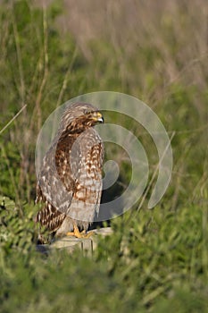 Vertical shot of a redtailed hawk bird perched on a grassy field in California