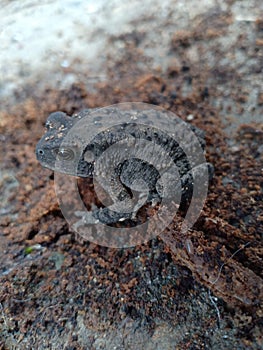 Vertical shot of a Rhinella spinulosa frog, on a stone covered by moss and rotten wood