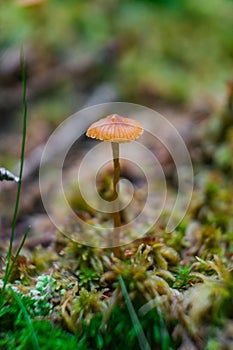 Vertical shot of a Rickenella fibula on the ground covered in mosses under the sunlight