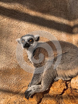 Vertical shot of a ring-tailed lemur against a wall in a zoo under the sunlight