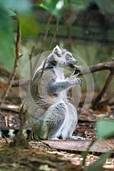 Vertical shot of a Ring-tailed lemur eating