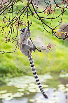 Vertical shot of a ring-tailed lemur hanging from a tree branch in a zoo in daylight