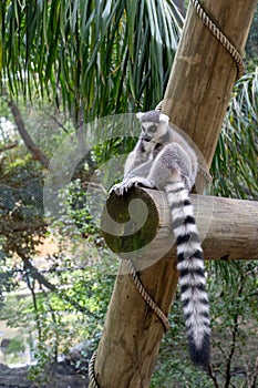 Vertical shot of a ring-tailed lemur sitting on the log in the zoo. Lemur catta. Mexico.