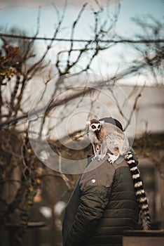 Vertical shot of a ring-tailed lemur sitting on a shoulder of an adult man at the zoo