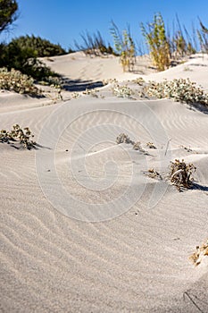 Vertical shot of rippled sand dunes and green plants in the wind in a desert