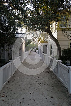 Vertical shot of a road between fences of private houses under green tree branches