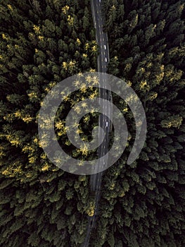 Vertical shot of a road in the middle of fir forest