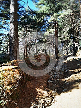 Vertical shot of rocky pathway along pine trees in Cercedilla, Sierra de Guadarrama, Spain photo