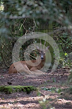 Vertical shot of a roe deer captured in Wildpark Schwarze Berge