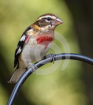 Vertical shot of a Rose-Breasted Grosbeak, Clarksville, Tennessee