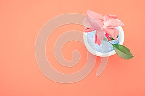 Vertical shot of a  rose  in a flower pot on a pink background