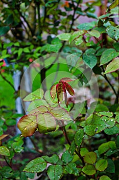 Vertical shot of rose plant leaves with water droplets on it