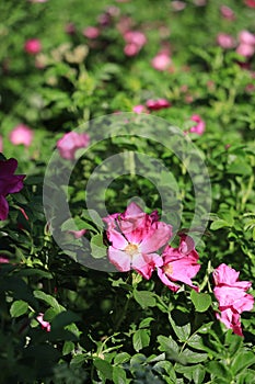 Vertical shot of a rosehip blossom