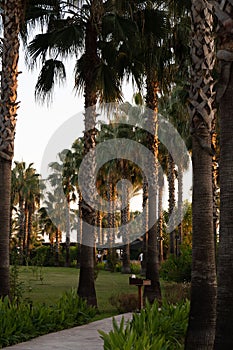 Vertical shot of a row of palm trees near a sunny seashore