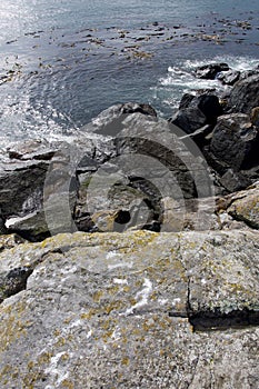 Vertical shot of rugged shoreline of East Sooke Park with lichen covered rocks and ocean swell swirling in background