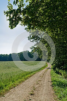 Vertical shot of a rural scene of a long, winding dirt road through a lush green field of grass