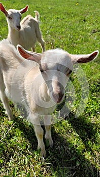 Vertical shot of Russian White Dairies on the grass in a field in Bosnia