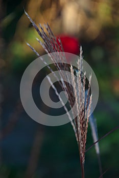 Vertical shot of the Rye (Secale cereale)