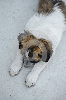 Vertical shot of a sad Moscow Watchdog puppy laying on the ground