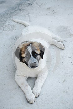 Vertical shot of a sad Moscow Watchdog puppy laying on the ground