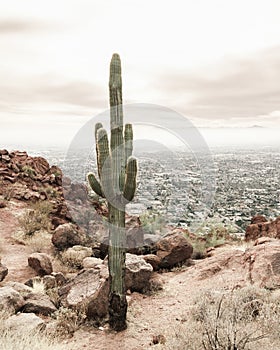 Vertical shot of Saguaro cactus in a desert against a sky