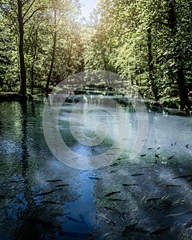 Vertical shot of a scenic nature with a lake with fishes  surrounded by green trees