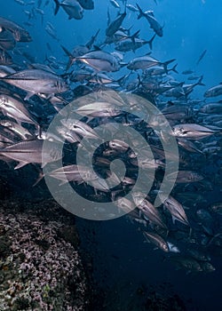 Vertical shot of the school of kingfish tuna swimming underwater