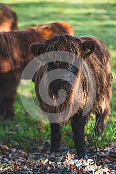 Vertical shot of Scottish Highland Cow Calf in the field