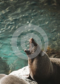 Vertical shot of a sea lion barking on a rock near the water