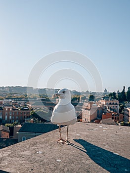 Vertical shot of a seagull above the roofs of Rome, Italy