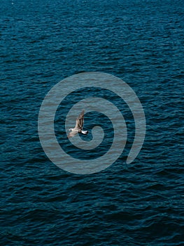 Vertical shot of a seagull flying over a calm seawater surface in Getaria, Spain