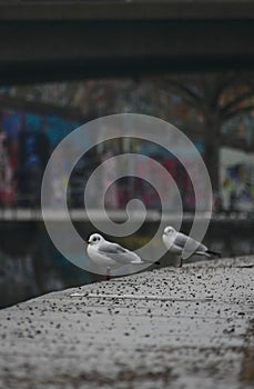 Vertical shot of Seagulls at "Donaukanal" in Vienna