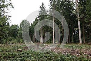 Vertical shot of semi deforested coniferous forest with giant trees