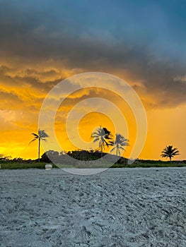 Vertical shot of silhouette coconut palm trees on a sand beach at golden sunset