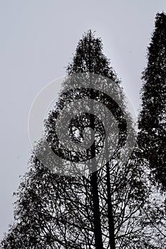 Vertical shot of a silhouette of a tree against a cloudy sky.