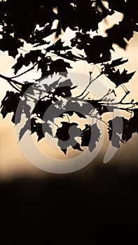 Vertical shot of a silhouette of a tree branch with leaves