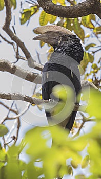 Vertical Shot of Silvery-cheeked Hornbill