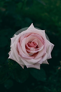 Vertical shot of a Single Artisian Rose from a Rose Garden