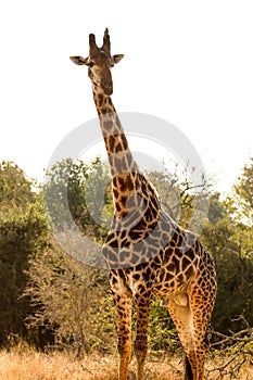Vertical shot of a single giraffe on safari in a South African game reserve
